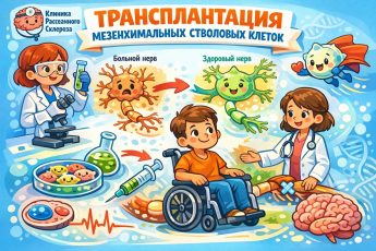 трансплантация мезенхимальных стволовых клеток